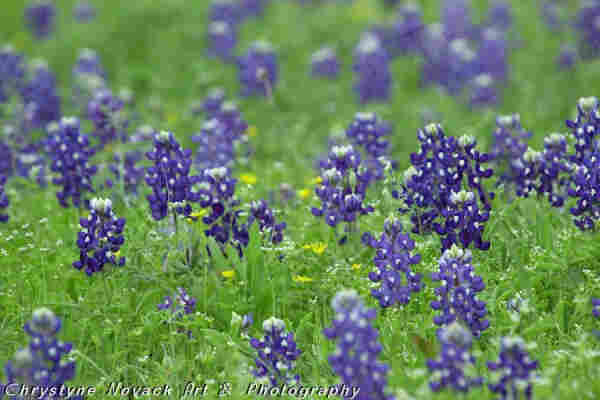 Vibrant bluebonnets flourish in a lush green field, signaling the arrival of spring with their rich colors. Interspersed among the bluebonnets are hints of yellow flowers and tiny white flowers, creating a cheerful contrast. Every April the rural fields, roadsides, and public areas in Texas bloom with beautiful Bluebonnets delighting locals and visitors with their beauty. 