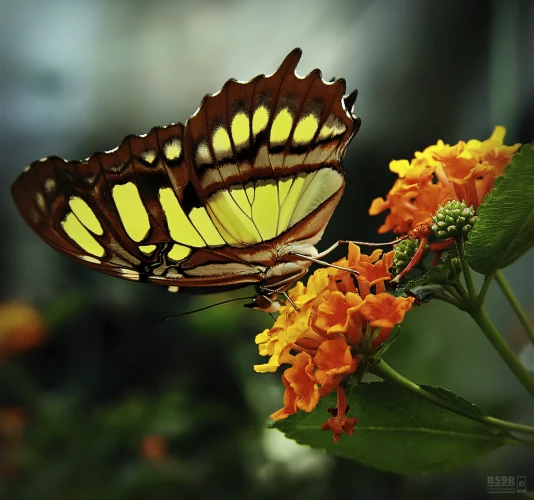 Das Foto zeigt einen Schmetterling, der auf einer Blume hockt. Der Schmetterling hat eine Flügelspannweite, die einen beträchtlichen Teil des Bildes einnimmt, und seine Flügel sind geöffnet und zeigen ein Muster aus braunen und gelben Flecken mit schwarzen Punkten. Die Flügel sind auch leicht durchscheinend, so dass man die Flügeladern sehen kann. Der Körper des Schmetterlings ist langgestreckt und verfügt über lange Fühler.

Die Blüte ist orange mit gelber Mitte und scheint eine Art Ringelblume oder eine ähnliche Art zu sein. Der Hintergrund ist unscharf, erweckt aber den Eindruck einer natürlichen Umgebung im Freien mit viel Grün.

The photo shows a butterfly perched on a flower. The butterfly has a wingspan that takes up a considerable part of the picture and its wings are open, showing a pattern of brown and yellow spots with black dots. The wings are also slightly translucent so that the wing veins can be seen. The body of the butterfly is elongated and has long antennae.


The flower is orange with a yellow center and appears to be a type of marigold or a similar species. The background is blurred, but gives the impression of a natural outdoor environment with lots of greenery.
