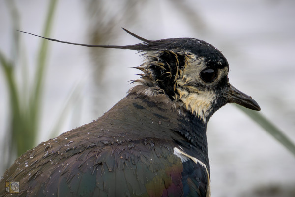 a profile photo of a lapwing
