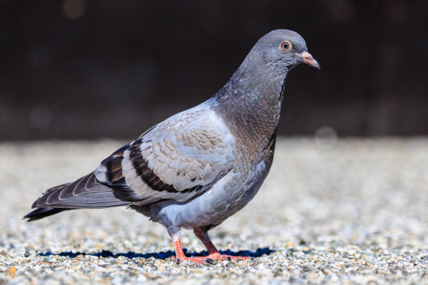 A fledgling blue-barred pigeon stands on a flat roof in bright sunlight. Their wing shields show a mixture of adult [cool gray] and juvenile [warm gray with darker tips] feathers.