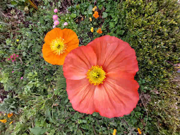  Deux fleurs de Pavot d' islande de teintes nuancées en orange