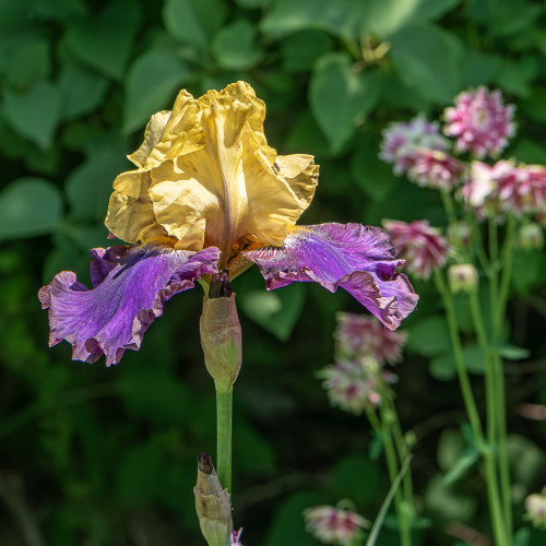 Photograph of a gold and purple iris flower at the top of a stiff, slender stem with out of focus red and white columbine flowers and green foliage in the background.