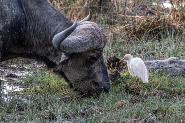 A buffalo grazing close to a white egret in a grassy field.