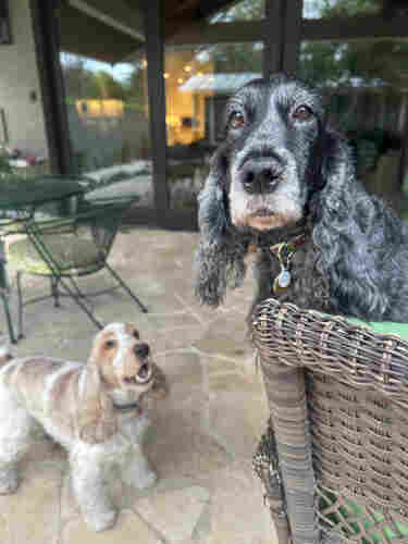 A blue roan english cocker spaniel looking over the back of a chair while an orange and white english cocker is on the ground tooking up at the dog in the chair.  