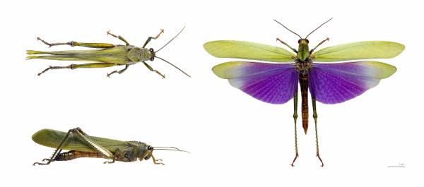 Two top views and a side view of a large grasshopper with bright purple wings - one of the top views with wings open seems to be a different specimen. They are all scaled properly and there is a 1cm reference line.