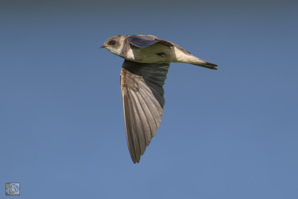 Sand Martin in flight:
The UKs smallest swallow, the sand martin is brown above and white below, with a brown band across its breast and a short, forked tail.