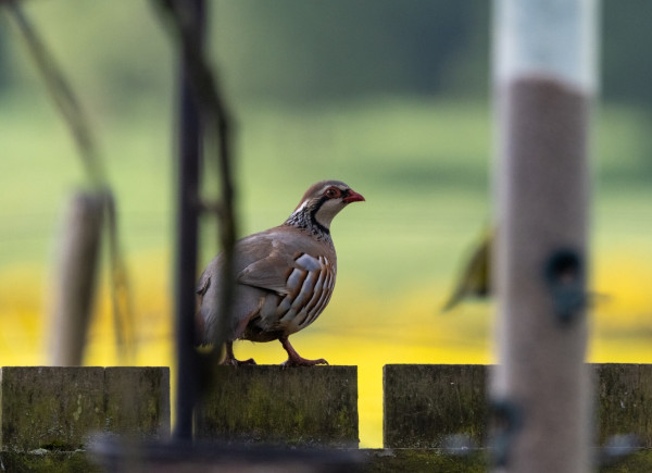 A Red-legged Partridge stands on a wooden fence looking back at the camera, its face and head are buff on top, white stripe above and below the eye, a bright red eye ring and beak stand out. under its chin is a white patch bordered by a black line curving from the eye to its chest, below that is mottled white / black then on to multi coloured brown, grey, red, body feathers. The blurred background is green and yellow, trees and a rape field. A long seed feeder is blurred in foreground right