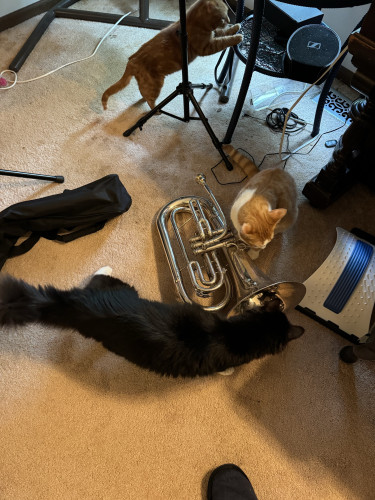Three cats are interacting with a baritone on a carpeted floor amidst various musical and electronic equipment.