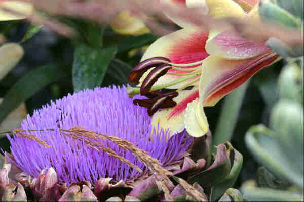 A bright mauve artichoke flower with a bumblebee three-quarters hidden amongst its lushness. A pale yellow and coral-coloured lily flower leans in from the right, half-open and spotted with raindrops. A grass flower stalk leans across from the other side, draping itself through the artichoke flower, and there's a background of dark green lily leaves
