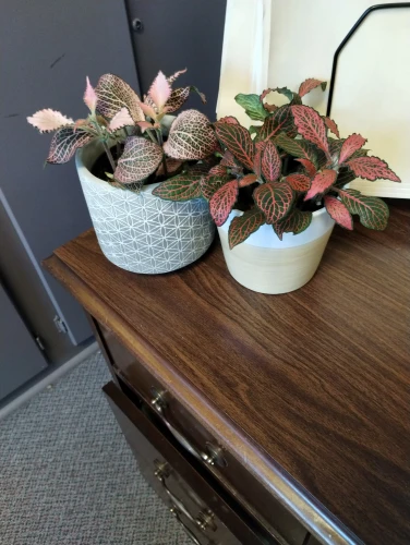 more plants, specifically some pink ones