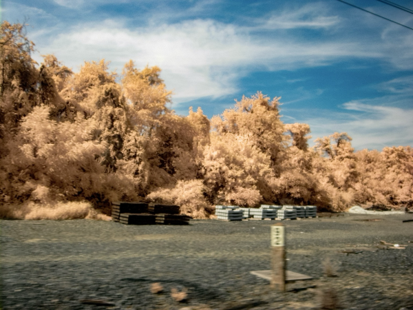 A colorful infrared photo out a moving train window at some trees going by.