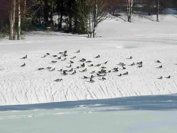 many mallards in the snow and a lone hooded crow among them
