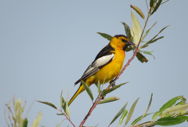 oriole on a branch