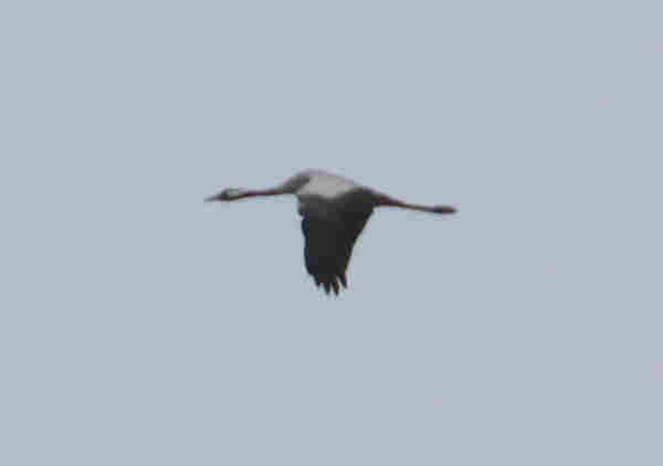 1 Crane flying to the left, its wings pointed downwards, neck stretched. 

The big bird has a long neck, with some white on the back of the head but the rest is blackish. The body between the wings is grey, and the wings seems to be black, as is the tail. The long stretched out legs appear to be black as well, but it is an unsharp picture taken from quit e distance.