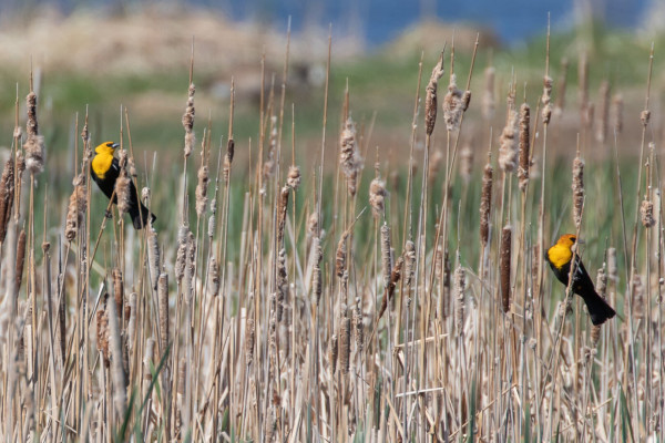 Two male Yellow-headed Blackbirds perched on cattails in a marsh.