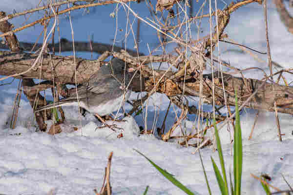 Photograph of a dark-eyed junco standing on fresh snow next to a large fallen branch and surrounded by brown twigs, thin brown stems, and other detritus. There is fresh snow and a few newly sprouted green grasses in the foreground and out of focus snow and branch in the background. The junco is facing right leaving one eye visible. Dark-eyed juncos white belly and under-tail feathers, light grey to dark grey body feathers, grey wing feathers with dark markings, dark eyes, a silvery pink beak, and brown legs and feet.