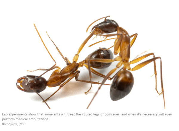 ants lifesaving limb amputation