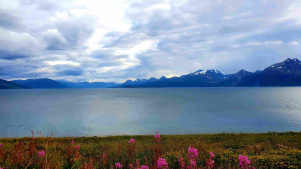 Bild in 4 waagerechten Streifen:
Vorne rosa blühende Trümmerblume am Meeresgrund, darüber tükus das ruhige Meer, dann ein Streifen dunkelblaue schneebedeckte Berge und darüber blauer Himmel, mit grauen und weißen  Wolken.