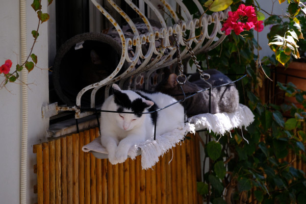 Two cats rest on a board attached to a window.