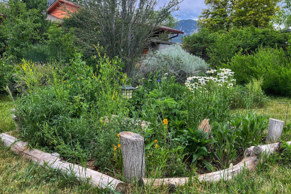 My wildflower patch: a roughly round area a couple of meters in diameter filled with a variety of different native wildflowers and greenery, enclosed by rough, weathered, gray tree limbs as a border. Other shrubs in the garden, plus a sliver of my home and a peek of a distant mountain are visible in the background.
