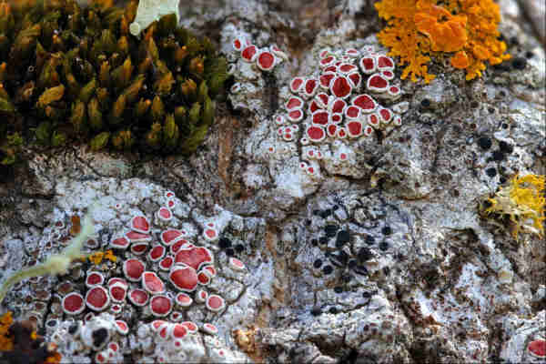 Closeup of the bark of a tree, which is completely covered by lichens of different types, shapes, and textures. One white powdery lichen has larger red caps with white trim held above its surface, but there are also black caps above another patch, and an orange splat in the top right corner with orange cups, and a yellow hair-like one off to one side. A large (comparatively) clump of moss inhabits the top left corner, with long fronds that look dark green asparagus tips