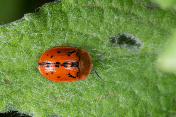a close up shot of a bright red/orange beetle with black splotches on its back and a very smooth, oval shell on a hairy, green leaf. 