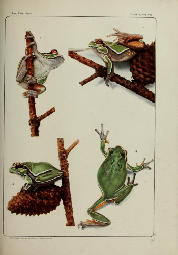 Amphibian illustration, from the source cited above