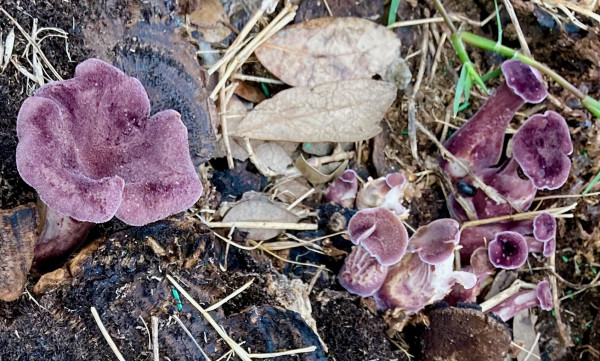 Purple ruffled-top mushrooms growing from a tree stump. 