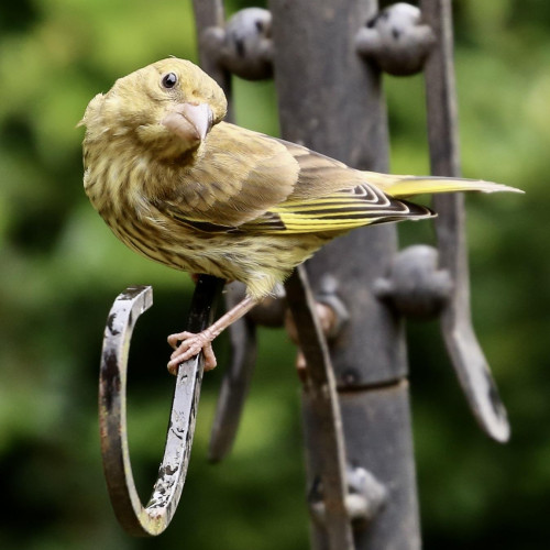 Photo of a Greenfinch sitting on a garden gate.
The head tilted and looking at the camera