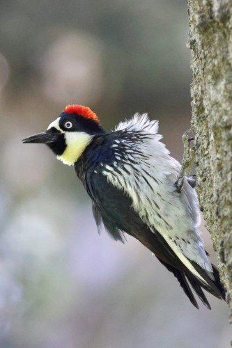 An acorn pecker - a clown-like bird - looks like he just came from the hair salon, knows how good he looks and is ready to go on the town.