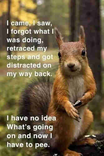 Picture a grey squirrel in woodland looking at us in a slightly bemused manner. The caption reads:

"I came, I saw, I forgot what I was doing, retraced my steps and got distracted on my way back.

I have no idea what's going on and now I have to pee."

No  I don’t use an AI .