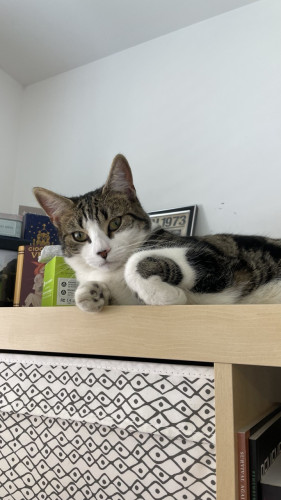 A tabby and white cat looks at the camera from atop a bookcase 