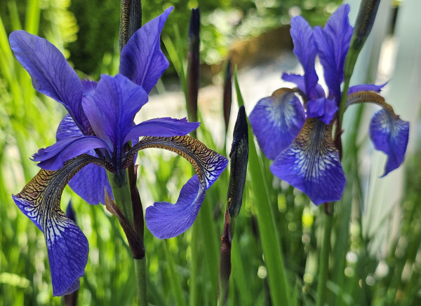 Two purple irises. The one on the left is in sharper focus, and shows the intricate yellow and white patterns on the petals.
