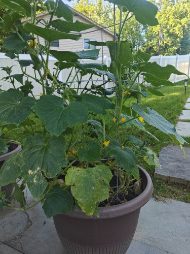 A cucumber plant outgrowing it's pot and metal frame and lots of yellow blooms