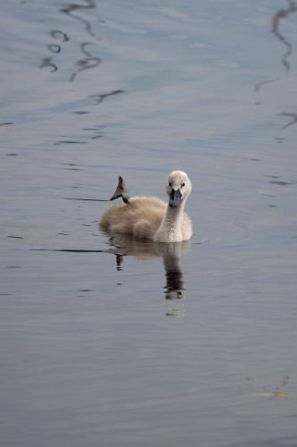 A cygnet swims in the water, holding up one of its webbed feet so that it almost looks like it is waving. Its head is covered in droplets. 