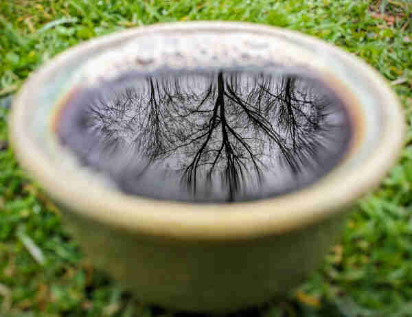 A teacup sitting in the grass filled with dark tea. The surface of the tea is reflecting bare tree branches.