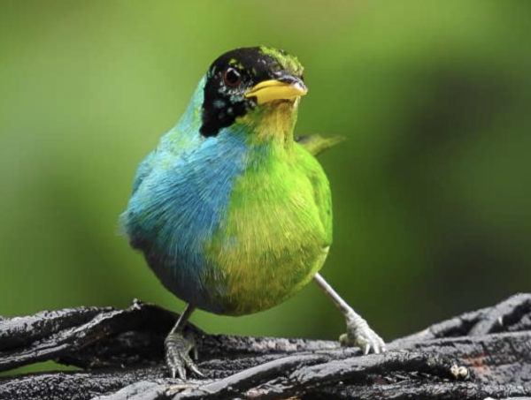 photo of a small bird with differently colored plumage on either side of its body 