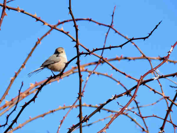 Photo of a cold, bright blue sky across which dozens of sharp, thorny branches arc and cross like an elaborate rollercoaster. Sitting in the center left of the photo on one of these thorny stems that climbs the frame like a line graphing an unstoppable rise towards some unknown disaster sits a wee grey and tan songbird. This soft little ping pong ball of a bird--a bushtit--is perched in right-facing profile but with eir head turned towards the camera, a look in eir tiny button-black eyes as though e can read my thoughts and is inviting me to watch as e begins, just after my shutter clicks, to hop from stem to stem to stem in an elaborate flibbertigibbetting amongst the stems, never once alighting on a thorn. E is intense and charming. 