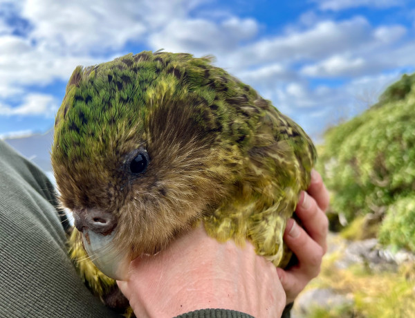 A kākāpō being held by a person, against a backgroundof forest and sky.