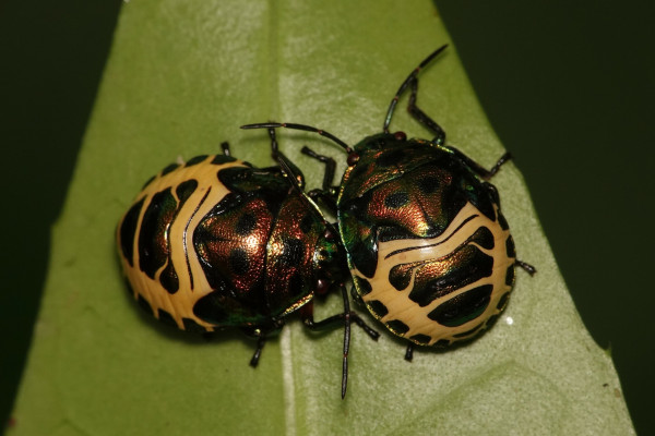 Two bugs resting on a leaf. They have a shiny red body with a curling yellow pattern on the back of the abdomen.