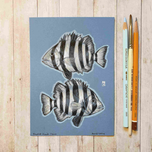 Original drawing - Barred Knifejaw Fish
A colour drawing of two barred knifejaw fish, black and white striped fish.
Materials: colour pencil, mixed media, acid free blue pastel paper
Width: 5 inches
Height: 7 inches