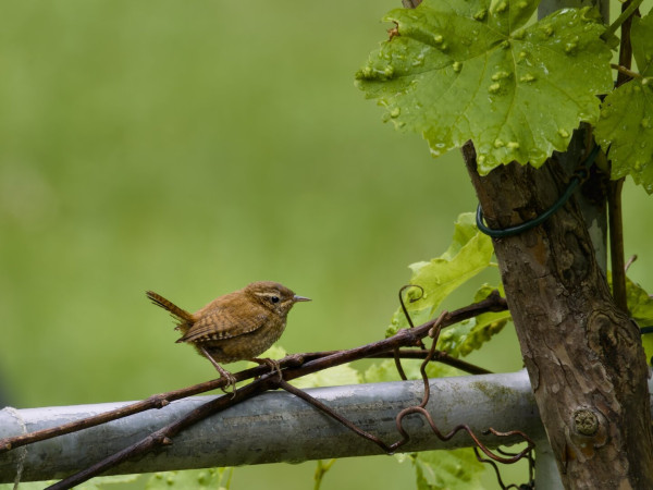 Tiny wren sitting on the branch of a grapevine. As it is typical for the wren, the tail feathers are pointing up diagonally.