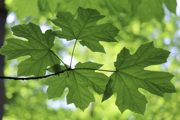 Photo of four green bigleaf maple leaves growing from a slender branch, in the background blurry green leaves of the same tree. The photo is taken looking up at the underside of the leaves, thus the veins on the leaves are highly visible and pleasing. The shade of green is bright and young. 