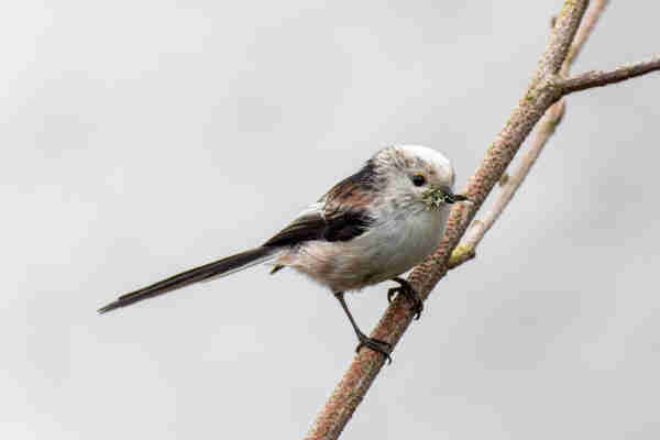 A Long-Tailed Tit on a branch holding some fluffy and mossy material in its beak for building a nest. It is a tiny bird with a black and brown back, white face with black spots, a very long tail that is almost as big as its body and a tiny beak. It also has a yellow half ring around the upper part of its eye. 