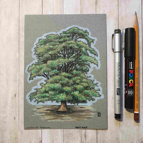 Original drawing - Cedar Of Lebanon Tree
A colour drawing of a mature cedar of Lebanon tree.
Materials: colour pencil, mixed media, acid free grey pastel paper
Width: 5 inches
Height: 7 inches