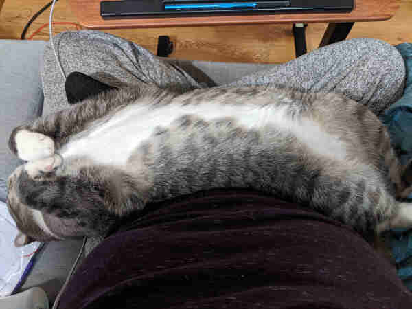 A gray and white tabby cat stretched belly up against my lap. His spine is against my waist, curved backwards in a way only a cat can manage, and his little white tummy is exposed. Basically he's melted on me.