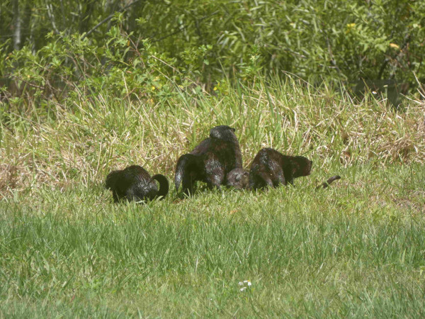 An adult otter in tall grasses has its back to the camera with tail raised to urinate, it is surrounded by three gambolling babies.
