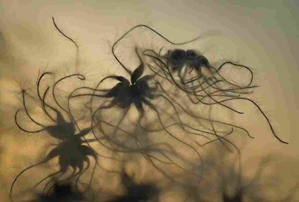 Close-up of clematis seed pod heads backlit against a setting sun. Fluffly tentacles of old gold