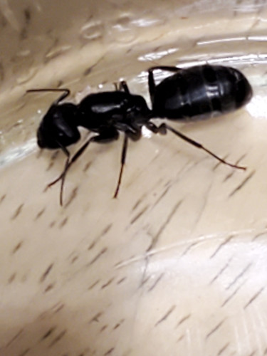 A large black wingless insect viewed from the top, slightly blurry.