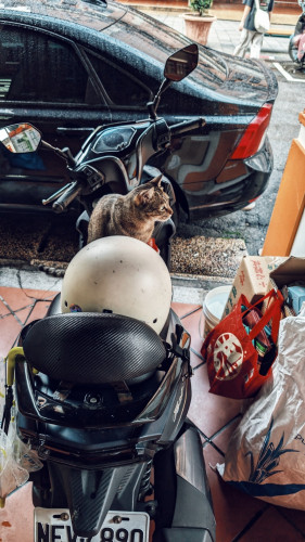 A cat on the seat of an idle scooter.